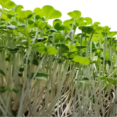 MIZUNA SPROUTS premium vegetables | deHigosaPeras MIZUNA SPROUTS premium vegetables | deHigosaPeras