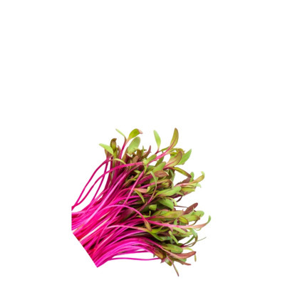 BEET SPROUTS