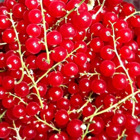 RED CURRANT