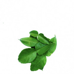 HOJA DE LIMA Hierbas Aromáticas frescas | deHigosaPeras