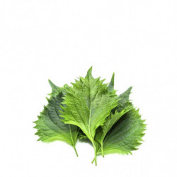 HOJAS SHISO VERDE Hierbas Aromáticas frescas | deHigosaPeras