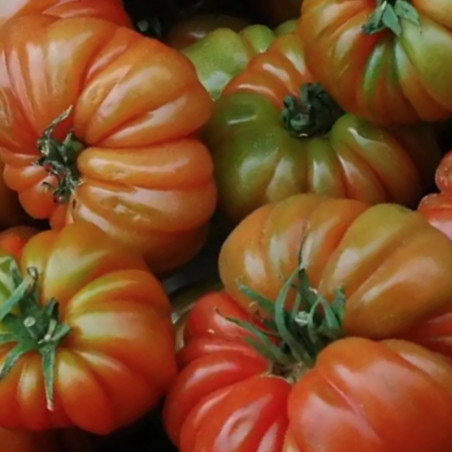 Tomate Rafan TOMATE RAF en Málaga, tu Huerta de proximidad | deHigosaPeras
