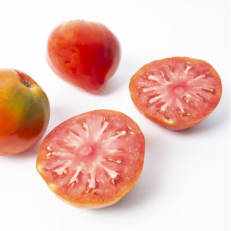 PINK TOMATOES