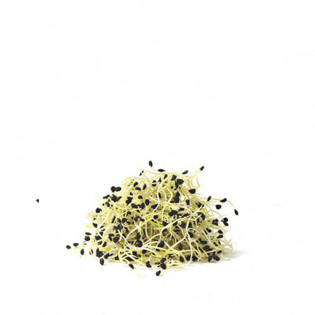 MUNGO BEAN SPROUTS