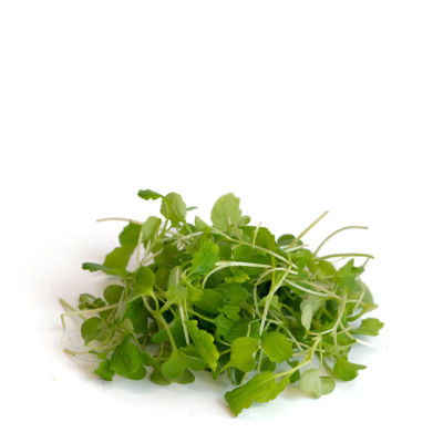 wasabi arugula sprouts in your nearby orchard | dehigosaperas