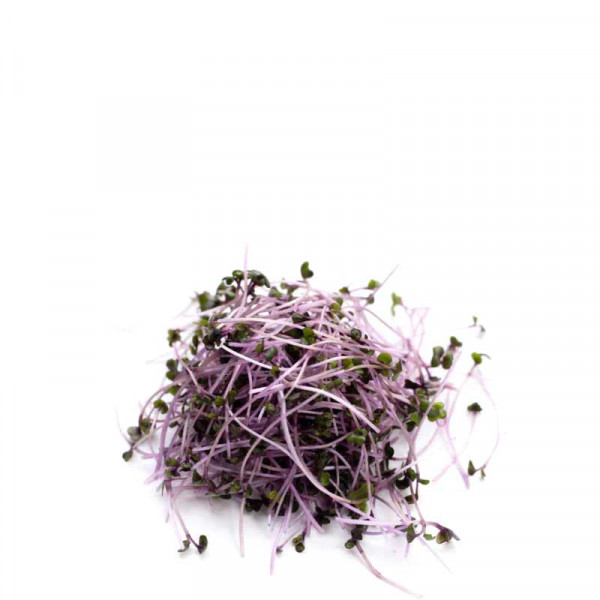 RED CABBAGE SPROUTS