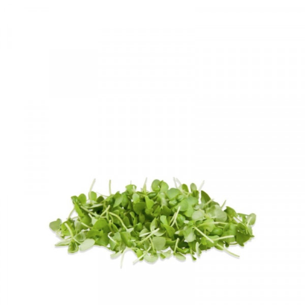 BASIL SPROUTS